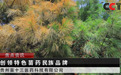 贵州苗十三医药科技有限公司：传承苗药精髓，铸就健康未来