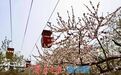赏花季催热泉城“春日经济”