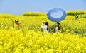 宜丰县：油菜花海迎客来（图）