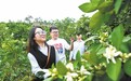宁都县：脐橙花开引客来（图）