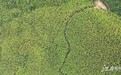 江西打造林长制升级版 已建立“林长+基地（项目）”1660个