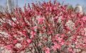 武威古浪春之韵：百花千卉共芬芳