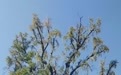 官方回应江西超1500年树龄银杏树倒伏：正在抢救