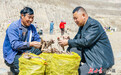 榆中中药材种植激活乡村振兴新动能