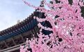 如果是你该如何描写春天　邂逅武威的浪漫序章