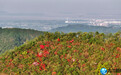 上春山 庐山风景区杜鹃花绽放（图）