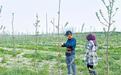 陕西苹果种苗何以“安家”乌兹别克斯坦