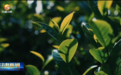 农户摇身变茶篓主播　解锁陇原乡村破茧重生密码