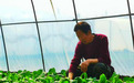 通化市辉南镇：蔬菜大棚“春”意盎然