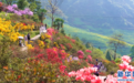 江西篁岭：杜鹃花开 缤纷花海迎客来