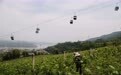 谷雨时节农事忙 葡萄园里绘就乡村新画卷