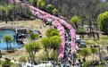 花开吉林｜长春樱花岛梅花竞放 市民踏春邂逅“雪国春信”