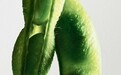fresh馥蕾诗大豆精粹温和卸妆洁面凝露 温和净肤 洗卸合一