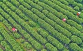 峡江县：茶旅融合（图）