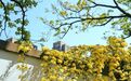美爆了！江北这里花墙太惊艳！朋友圈已霸屏......快来打卡→