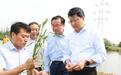 力保夏粮丰收，粮食大省江苏多地党政主官到田间察看小麦长势