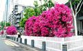 400余盆三角梅怒放迎“五一”