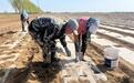 崆峒农户手握金“药”匙　致富路上信心足