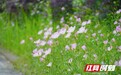 月见草“美颜”全开 衡阳这片河岸实力出圈