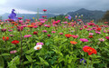 陇南武都　当“多巴胺”色彩遇上春日乡村