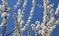 乾安县灵丙山：春色满山野