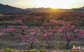 暮春鎏金染桃坞　白银景泰千亩桃林醉夕阳