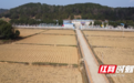 邵阳市：一片稻香一片烟 黄金穗儿黄金叶