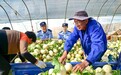 安徽和县：走访“外商”知民意 以法“安商”护秩序