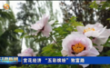 甘肃开启花季限定模式　解锁五彩缤纷流量密码