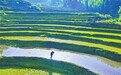萍乡：田间一派繁忙（图）