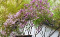 德惠:花缀枝头 香溢满园
