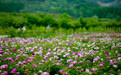 “五月花神”绽放，到日照苏家村欣赏芍药花海