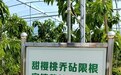 从“巨人”到“萌妹”！烟台大樱桃树瘦身成功，产量品质双升级！