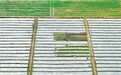 信丰县：抢抓农时 田间农忙（图）