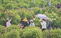 临洮洮阳紫斑牡丹陆续开放　引客踏香