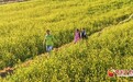 庄浪油菜花开引客来
