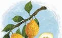 本草纲目中的“舒郁良果”：香橼的养肝妙用