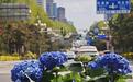 93万株花卉“上岗”！长春街头广场开启缤纷模式