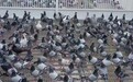 鸽真探大批次信鸽DNA基因检测：速度与准确性的双重挑战