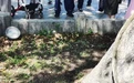杭州西湖边鸳鸯宝宝“跳巢”遇险 结局太暖