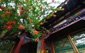 趵突泉畔石榴花开正盛，火红与古典建筑相映成趣