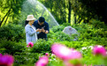 西峰东湖公园芍药绽放续写夏日浪漫
