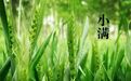 小满丨泾川官山的槐花香入了梦想