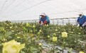 现代农业的新引擎 ——德惠市家庭农场扫描