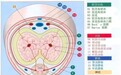 北京独家！花生医疗开展DICC检测技术精准破解静脉性ED