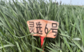 选育小麦“优等生”　灵台攥紧农业“芯片”绘就好丰景
