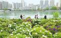 黄河花堤牡丹竞放　永靖刘家峡夏日好风光引客来