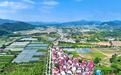 瑞昌：夏日乡村美如画（图）