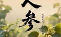“AI”上中医药·每天认识一味中草药（1）｜人参