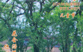 “你好，运河”（32）：花会沿路盛开